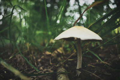 Close-up of mushroom growing on field