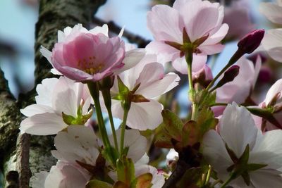 Close-up of pink flowers