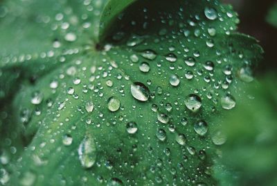 Close-up of water drops on leaves