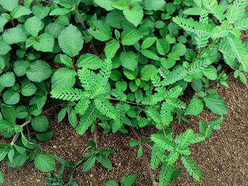 Full frame shot of plants