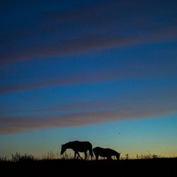 Silhouette horses on field against sky at sunset