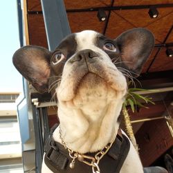 Close-up of a dog looking up