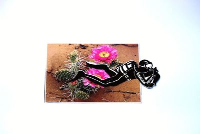 Close-up of potted plant against white background