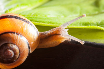 Close-up of snail