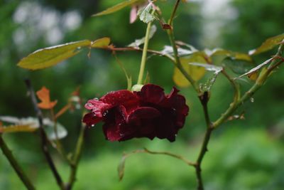 Close-up of red flowering plant