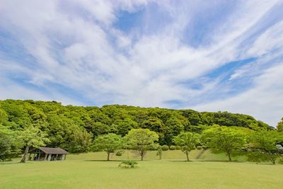 Trees on field against sky