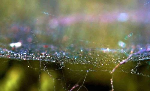 spider web