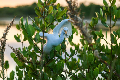 Close-up of bird perching on a plant