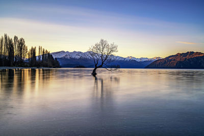 Lonely tree in wanaka, new zealand