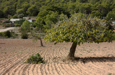 Trees on field