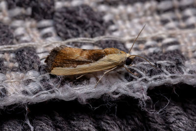 Close-up of insect on dry leaf