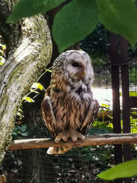 Bird perching on a tree