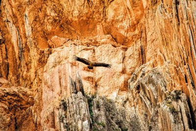 Low angle view of vulture flying against rock formation