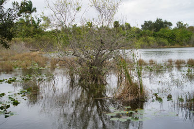 Scenic view of lake in forest