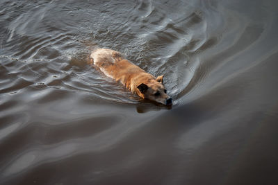 High angle view of wet dog in water