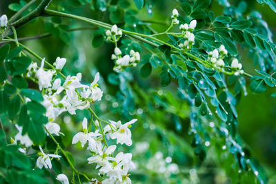 Close-up of flowering plant