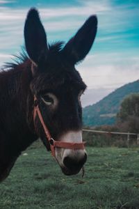 Close-up of a horse on field