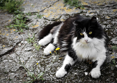 High angle portrait of cat on field