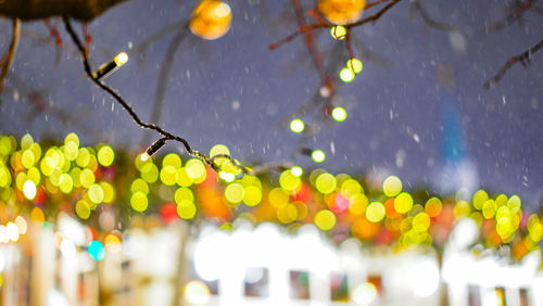 Close-up of wet plants during rainy season