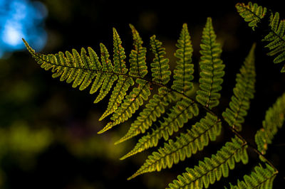 Close-up of leaves