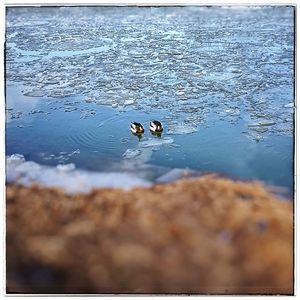 Close-up of ducks swimming on lake