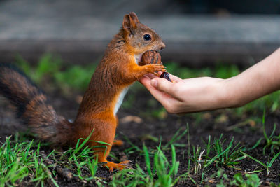 Close-up of hand holding squirrel