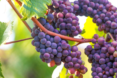 Close-up of grapes in vineyard