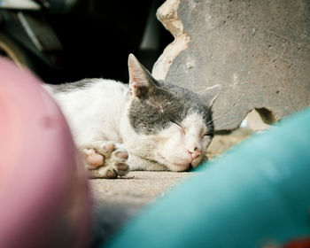 Close-up of cat sleeping