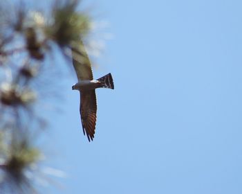 Low angle view of bird flying in sky