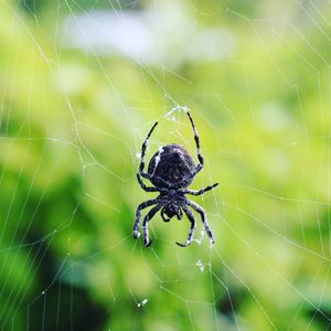 Close-up of spider on web