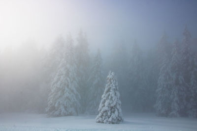 Trees in forest during winter