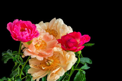 Close-up of pink rose against black background