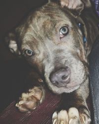 Close-up portrait of dog