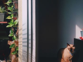 Cat sitting on window sill