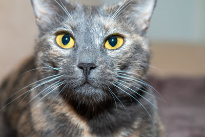 Close-up portrait of a cat