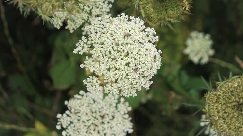 Close-up of white flowering plant