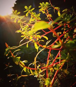 Close-up of tree branch