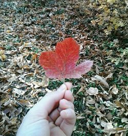 Close-up of hand holding dry leaves on field