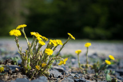 Close-up of yellow flowering plant on field