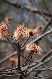 Close-up of wilted flower