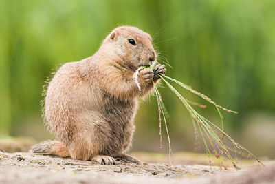 Close-up of squirrel