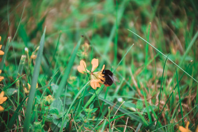 Close-up of bee on flower in field