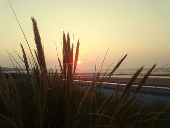 Close-up of grass against sky during sunset