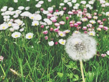 Close-up of white dandelion flowers on field