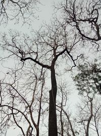 Low angle view of bare tree against sky