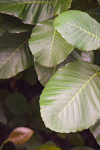 Full frame shot of leaves