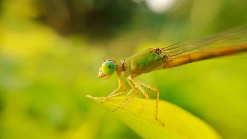 Close-up of insect on leaf