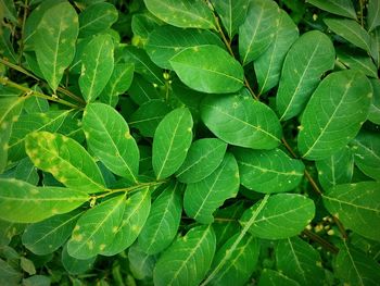 Full frame shot of green leaves