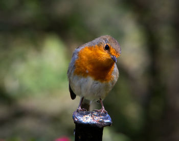 Close-up of bird perching on metal