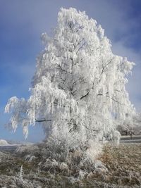 Low angle view of tree against sky